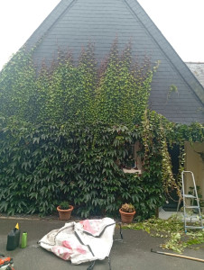 Photo de galerie - Taille de haies et d'arbustes