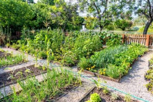 Photo de galerie - J'ai donner un coup de main à réaliser ce beau potager à un client on est très content du résultat 