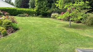 Photo de galerie - Tonte de pelouse - Débroussaillage