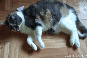 Photo de galerie - Garde chat