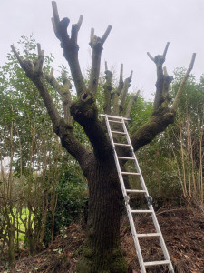 Photo de galerie - Taille et élagage de vos arbres 