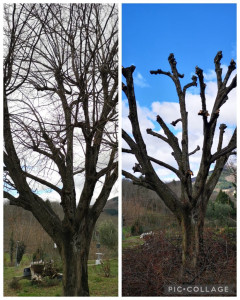 Photo de galerie - Elagage et coupe d'arbres