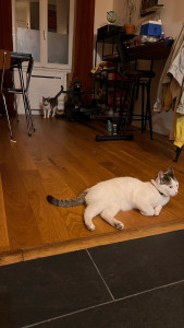 Photo de galerie - Deux chats que je garde régulièrement 