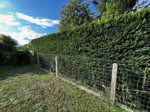 Photo de galerie - Haie de Thuyas après rabattage à Sorigny