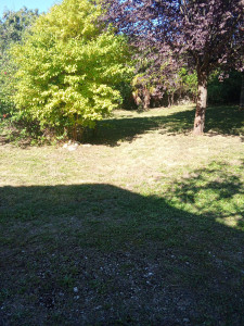 Photo de galerie - Tonte et débroussailleuse d'un terrain