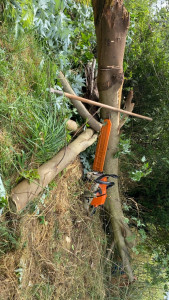 Photo de galerie - Arbre