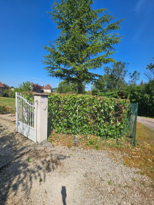 Photo de galerie - Taille de haies et d'arbustes