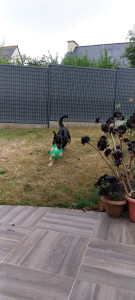 Photo de galerie - Le ballon n'a pas résister. 