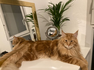 Photo de galerie - Garde à mon domicile de Camille magnifique mâle Maincoon