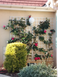Photo de galerie - Diverses tailles : rosiers, arbustes..