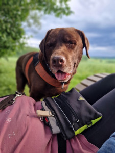 Photo de galerie - Dogsitting