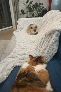 Photo de galerie - Garde de chat à mon domicile 