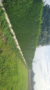 Photo de galerie - Paysagiste - Aménagement du jardin