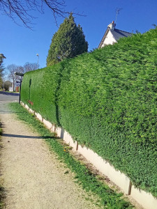 Photo de galerie - Taillage de la haie 