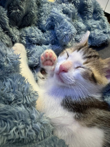 Photo de galerie - Maïnou en pleine sieste 