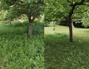 Photo de galerie - Débroussaillage d’un terrain, sur demande du client 