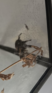 Photo de galerie - Philomène l'araignée 
août 2026 Rezé 