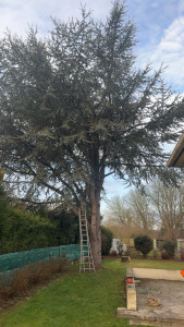 Photo de galerie - Elagage et coupe d'arbres