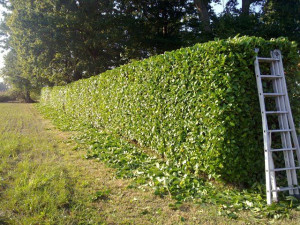 Photo de galerie - Taille de haie 



