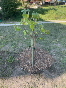 Photo de galerie - Paysagiste - Aménagement du jardin