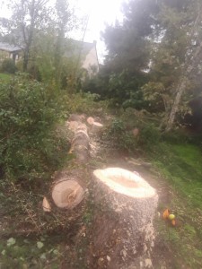 Photo de galerie - Elagage et coupe d'arbres