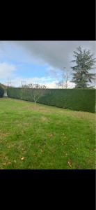 Photo de galerie - Taille de haies et d'arbustes