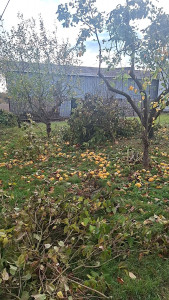 Photo de galerie - Taillage des arbres