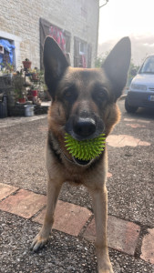Photo de galerie - Dog sitting balade 