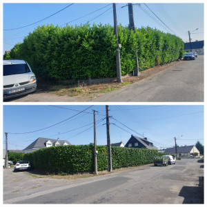 Photo de galerie - Taille d'une haie de lauriers palmes ( Prunus laurocerasus) de 40 m de long. 