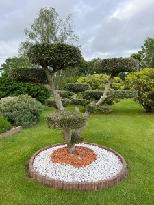 Photo de galerie - Chantier du jours taille de ce magnifique Olivier en nuage + pose de bordure galets / ardoise !