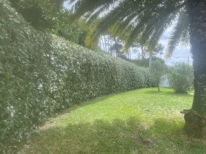 Photo de galerie - Taille de haie 