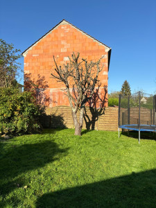 Photo de galerie - Elagage et coupe d'arbres