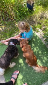 Photo de galerie - Garde animaux chien de catégorie possible je possède le permis de détention 