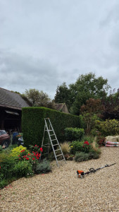 Photo de galerie - Taille de haie de thuyas 