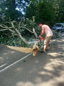 Photo de galerie - Arbre sur route
