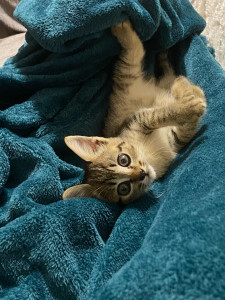 Photo de galerie - Garde de Gyoza