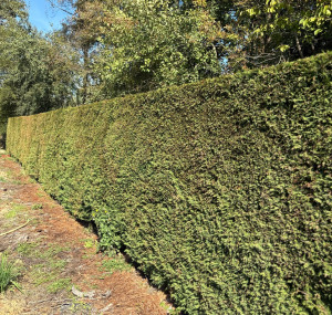 Photo de galerie - Travail, propre et soigneux