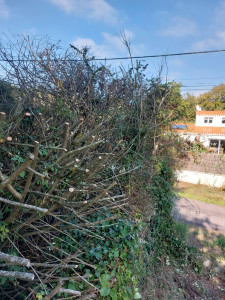 Photo de galerie - élagage et débroussaillage de haie