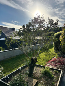 Photo de galerie - Taille d’Olivier 