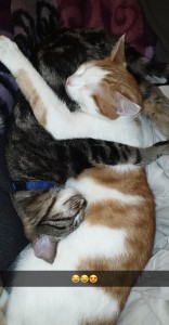 Photo de galerie - Garde animaux