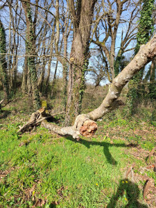 Photo de galerie - Elagage et coupe d'arbres