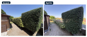 Photo de galerie - Rabattage de haie de Chalef
