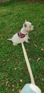 Photo de galerie - Balade moment d'observation 
petit lou très curieux 