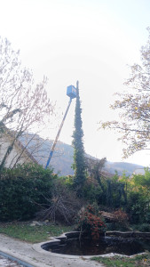 Photo de galerie - Abattage d'un gros sapin 