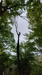 Photo de galerie - Peuplier blanc 