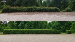 Photo de galerie - Taille de haie