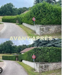 Photo de galerie - Taille de haie 