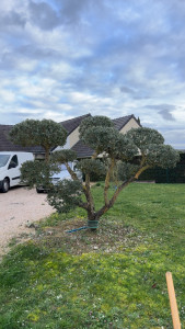 Photo de galerie - Voilà la taille du l’oliver en nuage 