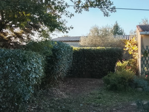 Photo de galerie - Taille de Laurier sauce et laurier tin