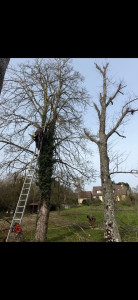 Photo de galerie - Élagage d’arbre 